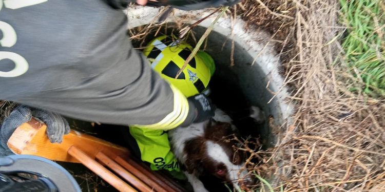 Il cane scappa e finisce in un pozzetto profondo tre metri: salvato dai vigili del fuoco