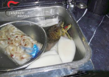 Sorpresa: in un ristorante sushi di Castiglione spunta una tartaruga esotica infestante