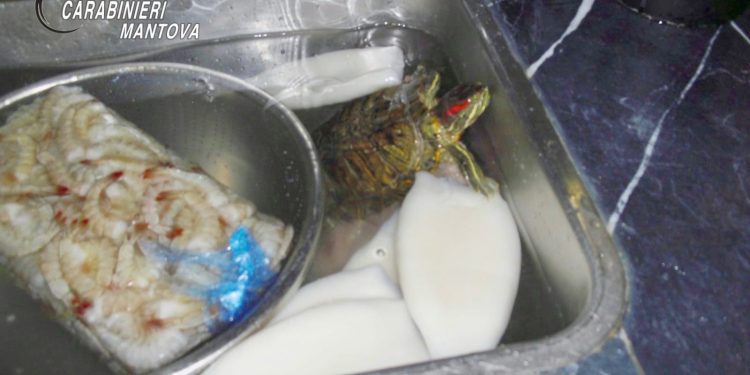 Sorpresa: in un ristorante sushi di Castiglione spunta una tartaruga esotica infestante