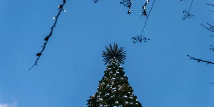 L’Ue punta sul Natale green: albero in vaso o a nolo, cibo locale e confezioni in tessuto