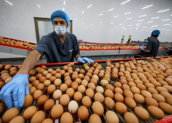 Il 2024 delle commodity: rialzo a 3 cifre per cacao e uova Usa, crollano litio e soia