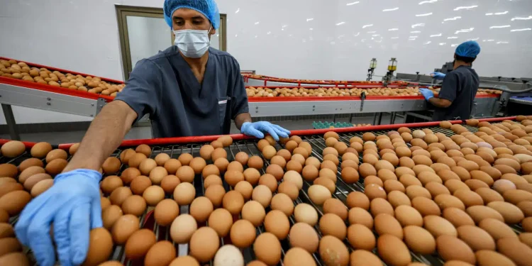 Il 2024 delle commodity: rialzo a 3 cifre per cacao e uova Usa, crollano litio e soia