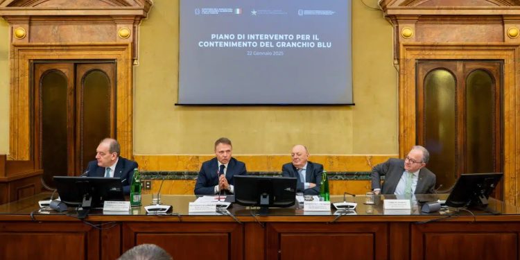 Un Piano contro proliferazione del granchio blu: dal governo 10 milioni in due anni