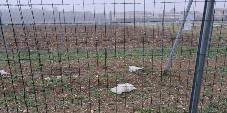 Distrutti il primo vigneto sperimentale Tea in Valpolicella