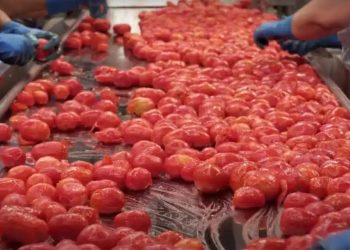 Produzione pomodoro italiano in crisi: siccità e piogge hanno fatto crollare le rese
