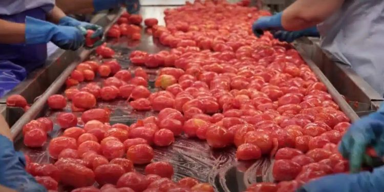 Produzione pomodoro italiano in crisi: siccità e piogge hanno fatto crollare le rese