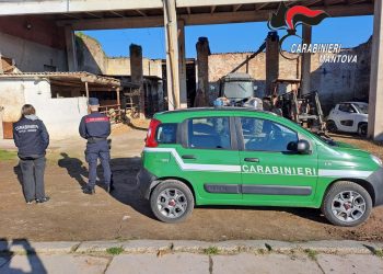 Col gregge di pecore invade i campi altrui e minaccia gli agricoltori: arrestato