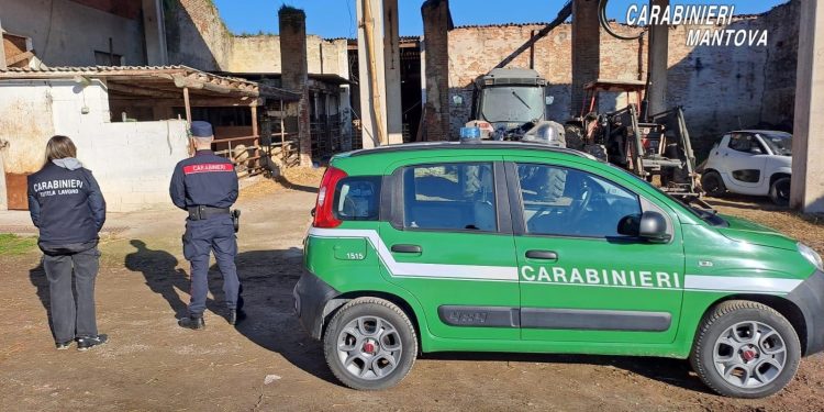 Col gregge di pecore invade i campi altrui e minaccia gli agricoltori: arrestato