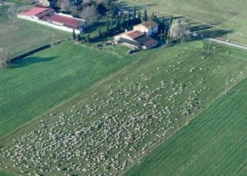 Col gregge di pecore invade i campi altrui e minaccia gli agricoltori: arrestato