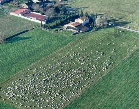 Col gregge di pecore invade i campi altrui e minaccia gli agricoltori: arrestato