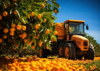 I prezzi di cacao e succo d’arancia passano dal boom allo sboom