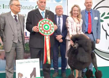 La vittoria del barbone grande mole nero chiude in bellezza l’edizione 2025 dell’Expo canina Enci a Gonzaga