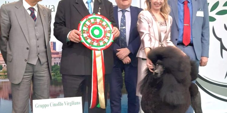 La vittoria del barbone grande mole nero chiude in bellezza l’edizione 2025 dell’Expo canina Enci a Gonzaga
