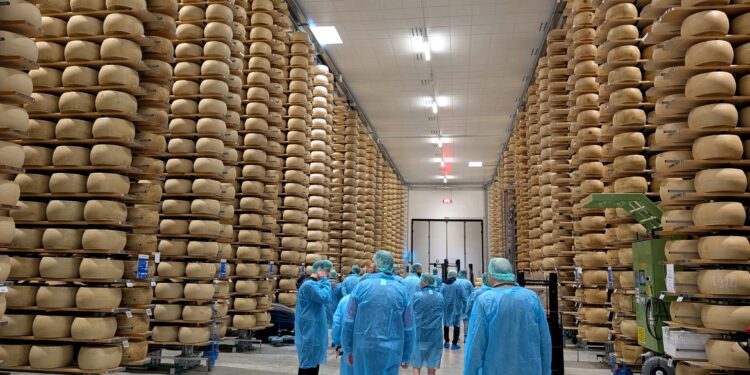 Parte il corso dello Ial per salvare Parmigiano Reggiano e caseifici della Bassa