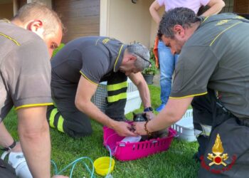 Rogo nell’abitazione: i vigili del fuoco salvano l’immobile e due mici