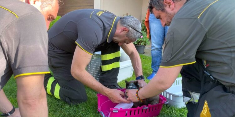 Rogo nell’abitazione: i vigili del fuoco salvano l’immobile e due mici