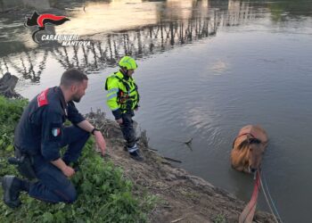 Cavallo scivola nel fiume: salvato dai carabinieri forestali e dai vigili del fuoco
