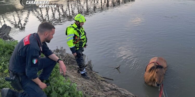 Cavallo scivola nel fiume: salvato dai carabinieri forestali e dai vigili del fuoco