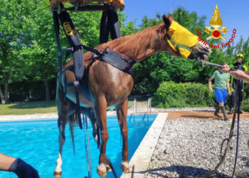 Cavallo cade in una piscina e non riesce più a uscire: salvato dai vigili del fuoco