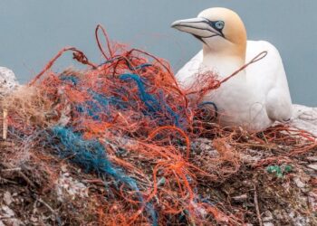E’ la Giornata mondiale dell’ambiente: inquinamento da plastica osservato speciale