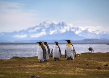 In Antartide sempre meno pinguini: colpa del riscaldamento globale FacebookXEmailWhatsAppTelegramCopy Link