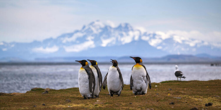 In Antartide sempre meno pinguini: colpa del riscaldamento globale FacebookXEmailWhatsAppTelegramCopy Link