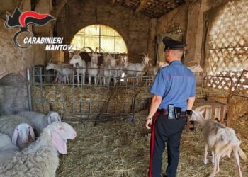 Pecore e capre denutrite e assetate: carabinieri e Ats sequestrano il gregge
