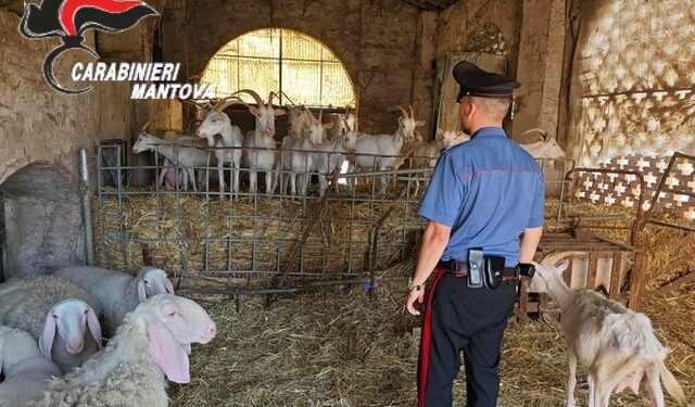 Pecore e capre denutrite e assetate: carabinieri e Ats sequestrano il gregge