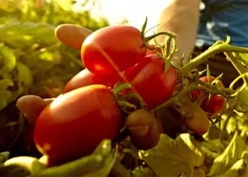 Ecco il ‘ColtivaItalia’, 1 miliardo all’agricoltura. Meloni: “Sostegno alle produzioni strategiche”