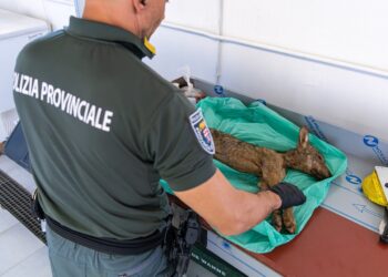 Trovato morto un cucciolo di lupo di 5 kg nelle campagne sulle colline