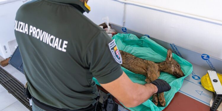 Trovato morto un cucciolo di lupo di 5 kg nelle campagne sulle colline