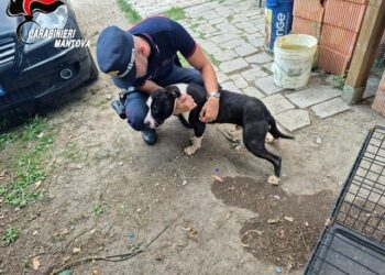 Cane chiuso in una gabbia, al buio senza cibo né acqua