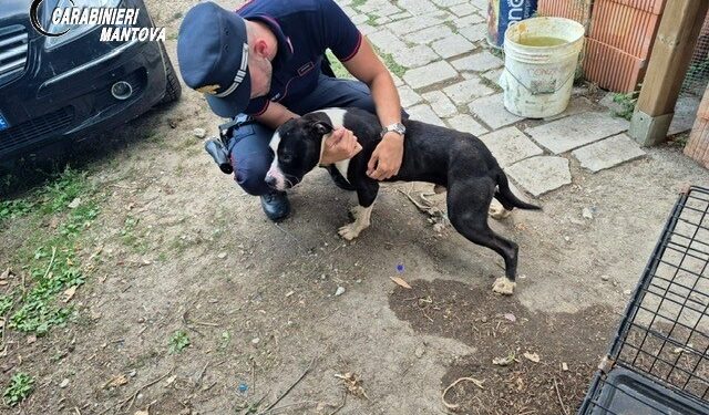 Cane chiuso in una gabbia, al buio senza cibo né acqua