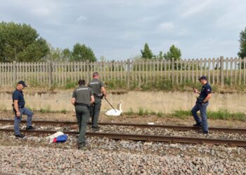 Cigno in vola sopra la stazione colpisce i cavi elettrici: salvato dalla polizia provinciale