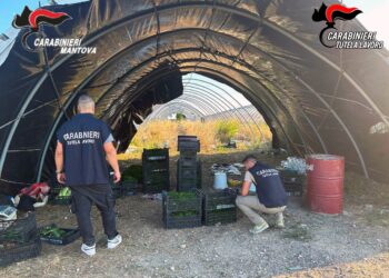 Sette lavoratori in nero e altre violazioni: denuncia e azienda agricola chiusa