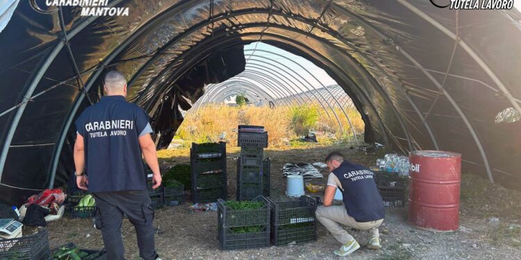 Sette lavoratori in nero e altre violazioni: denuncia e azienda agricola chiusa