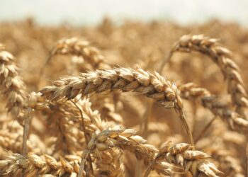 Frumenti e cereali invernali, il dilemma della semina