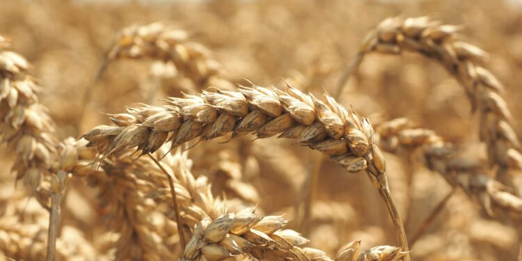 Frumenti e cereali invernali, il dilemma della semina