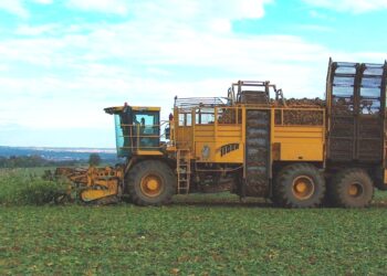 Barbabietole, Coldiretti Mantova: produzione a macchia di leopardo e rischi dal Mercosur