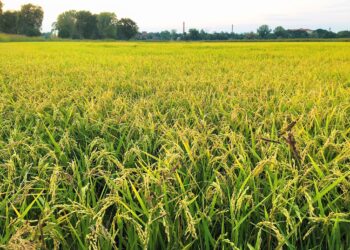 RISO, COLDIRETTI MANTOVA: ANNATA POSITIVA, PREZZI IN CALO SUL 2024