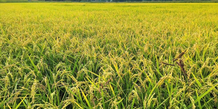 RISO, COLDIRETTI MANTOVA: ANNATA POSITIVA, PREZZI IN CALO SUL 2024