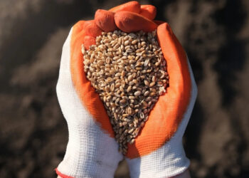 Produzione globale cereali ai massimi da 9 anni: record grano, riso e mais. Timore prezzi