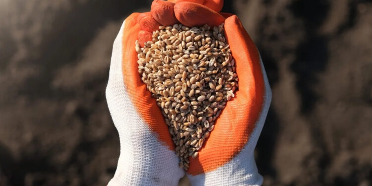 Produzione globale cereali ai massimi da 9 anni: record grano, riso e mais. Timore prezzi