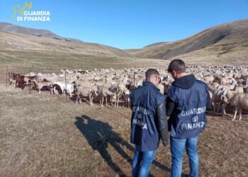 Maxi frode all’Unione Europea su contributi alle aziende agricole