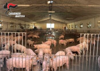 Carcasse, ossa abbandonate e sporcizia: allevatore finisce nei guai