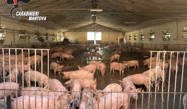 Carcasse, ossa abbandonate e sporcizia: allevatore finisce nei guai