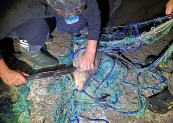 I Cc intervengono per i pescatori di frodo e trovano 300 metri di rete e 30 carpe vive