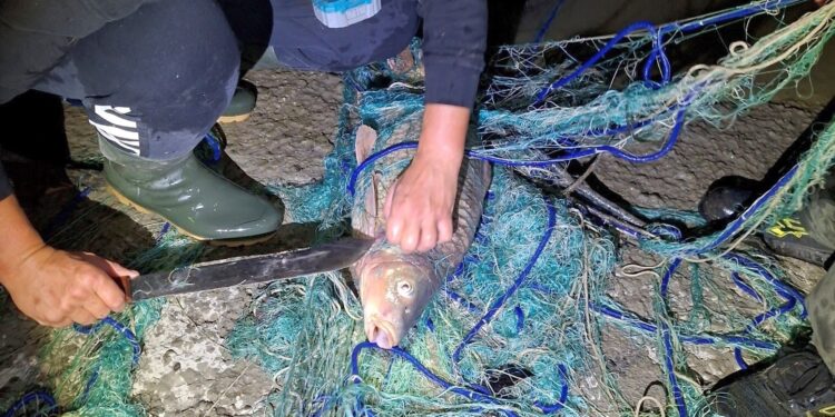 I Cc intervengono per i pescatori di frodo e trovano 300 metri di rete e 30 carpe vive