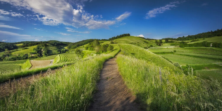 Ue-Mercosur, 145 eurodeputati chiedono parere Corte Giustizia su accordo