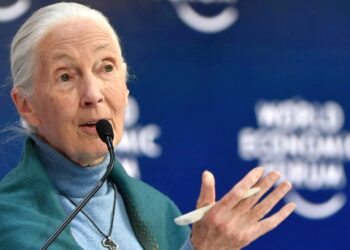 Addio a Jane Goodall: dedicò la vita allo studio degli scimpanzè